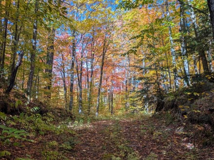 Iron County, Wisconsin 40 Acres of Land for Sale 
