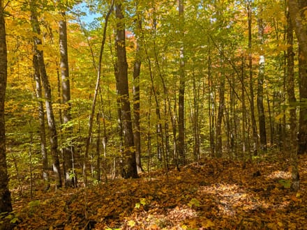Iron County, Wisconsin 40 Acres of Land for Sale 