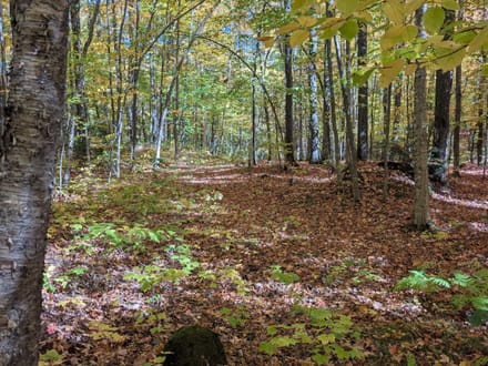 Iron County, Wisconsin 40 Acres of Land for Sale 