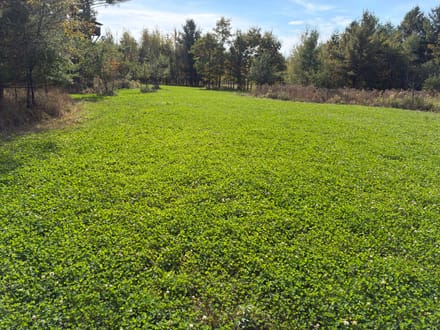 Wood County, Wisconsin 80 Acres of Land for Sale 