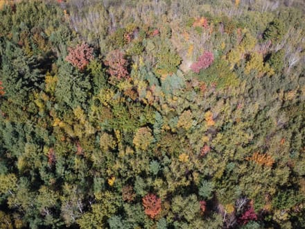 Wood County, Wisconsin 80 Acres of Land for Sale 