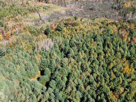 Wood County, Wisconsin 80 Acres of Land for Sale 