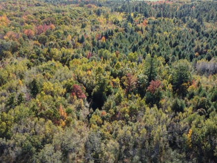 Wood County, Wisconsin 80 Acres of Land for Sale 