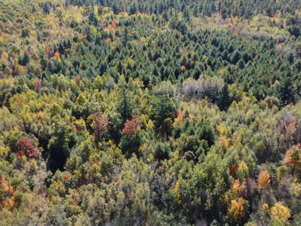 Wood County, Wisconsin 80 Acres of Land for Sale 