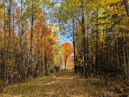 Price County, Wisconsin 280 Acres of Land for Sale