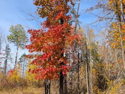 Price County, Wisconsin 280 Acres of Land for Sale