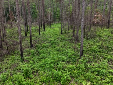 Pine Ridge 154