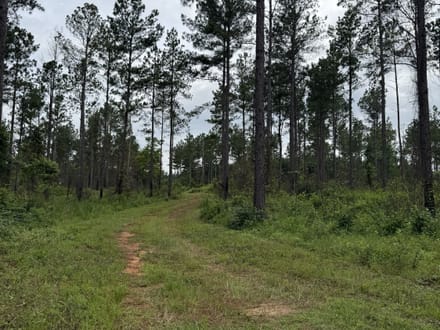 Pine Ridge 154