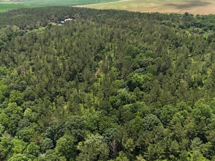 Pine Ridge 154
