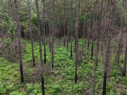 Pine Ridge 154