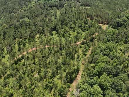 Pine Ridge 154
