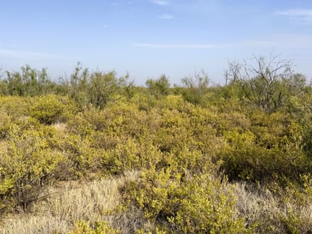 El Ciervo Ranch