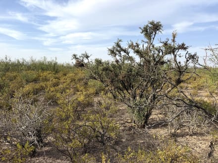El Ciervo Ranch