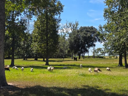 30 +/- acres Jefferson County - 4 miles north of I-10