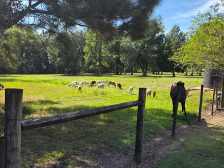 30 +/- acres Jefferson County - 4 miles north of I-10