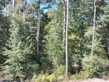 33 +/- Secluded Wooded Acres - Approx 15 miles from The Woodlands TX