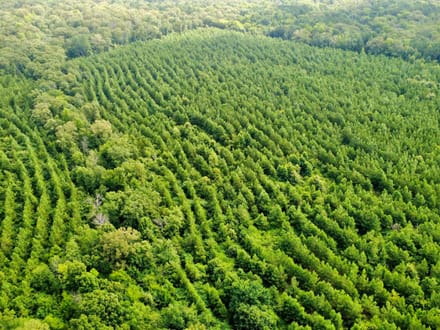 20 Acres Near Valliant, OK | Pine Timber, Recreation & Homesite Potential