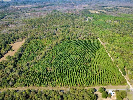 20 Acres Near Valliant, OK | Pine Timber, Recreation & Homesite Potential