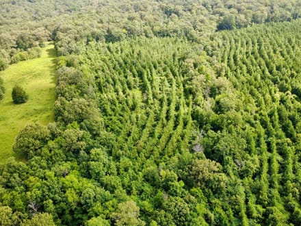 20 Acres Near Valliant, OK | Pine Timber, Recreation & Homesite Potential