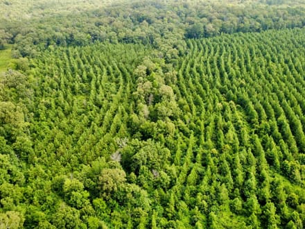 20 Acres Near Valliant, OK | Pine Timber, Recreation & Homesite Potential