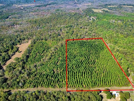 20 Acres of Growing Pines | Country Living & Timber Investment Near Valliant, OK
