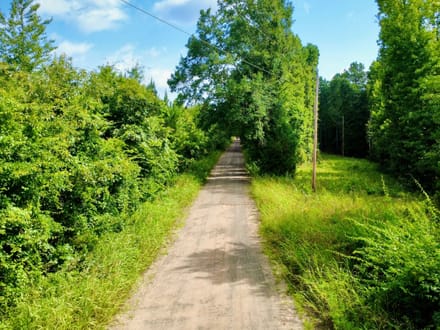 20 Acres of Growing Pines | Country Living & Timber Investment Near Valliant, OK