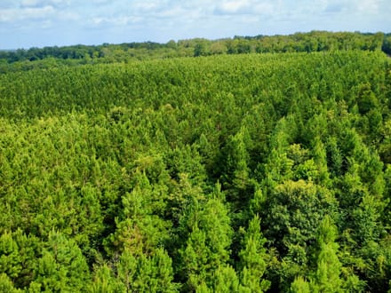 20 Acres of Growing Pines | Country Living & Timber Investment Near Valliant, OK