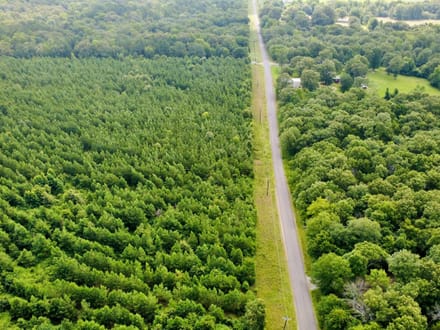 20 Acres of Growing Pines | Country Living & Timber Investment Near Valliant, OK