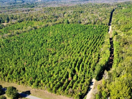 20 Acres of Growing Pines | Country Living & Timber Investment Near Valliant, OK