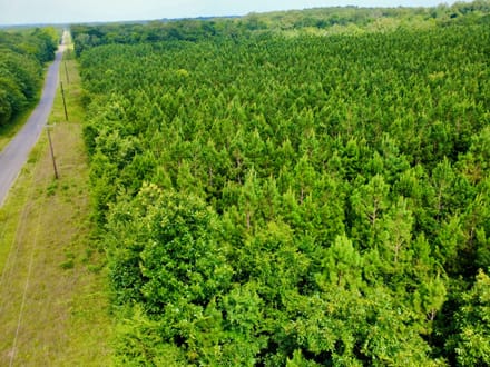 20 Acres of Growing Pines | Country Living & Timber Investment Near Valliant, OK