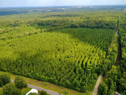 20 Acres of Growing Pines | Country Living & Timber Investment Near Valliant, OK