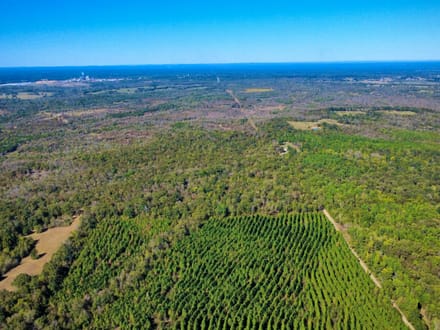 20 Acres of Growing Pines | Country Living & Timber Investment Near Valliant, OK