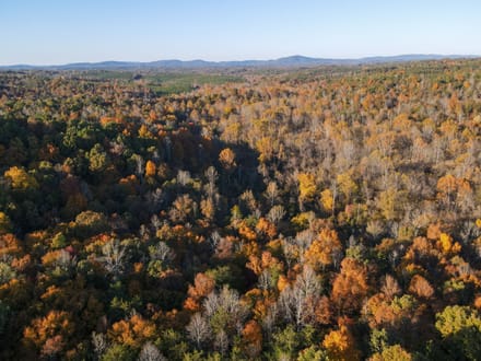 99.5 Acres in Henry County, Virginia | Development Opportunity, Hunting & Recreational Land | Four Tracts Available