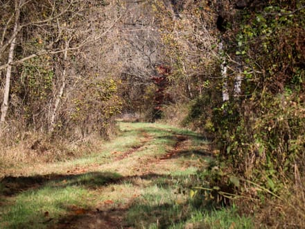 99.5 Acres in Henry County, Virginia | Development Opportunity, Hunting & Recreational Land | Four Tracts Available