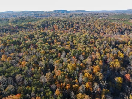 99.5 Acres in Henry County, Virginia | Development Opportunity, Hunting & Recreational Land | Four Tracts Available
