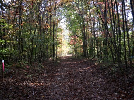 Tract A – 5.27 Acres of Wooded Land in Henry County, Virginia
