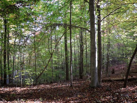 Tract A – 5.27 Acres of Wooded Land in Henry County, Virginia