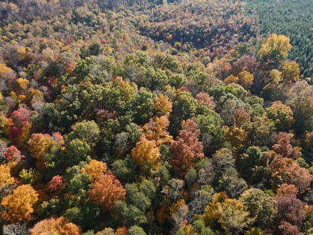 Tract A – 5.27 Acres of Wooded Land in Henry County, Virginia