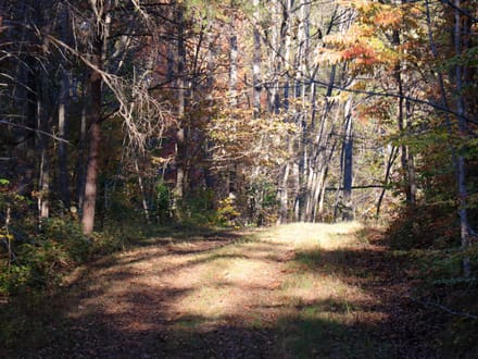 Tract D – 41.86 Acres of Wooded Land in Henry County, VA | Hunting, Recreation & Investment Potential!