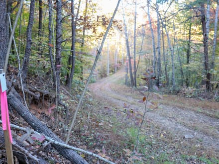 Tract D – 41.86 Acres of Wooded Land in Henry County, VA | Hunting, Recreation & Investment Potential!
