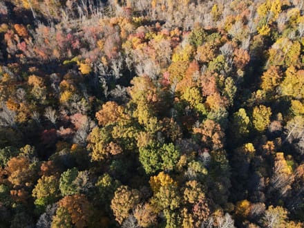 Tract D – 41.86 Acres of Wooded Land in Henry County, VA | Hunting, Recreation & Investment Potential!