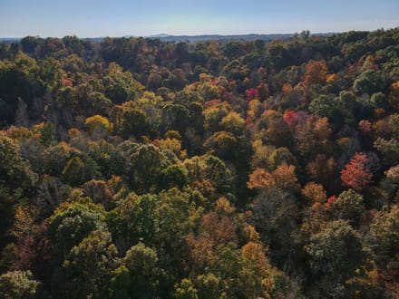 Tract D – 41.86 Acres of Wooded Land in Henry County, VA | Hunting, Recreation & Investment Potential!
