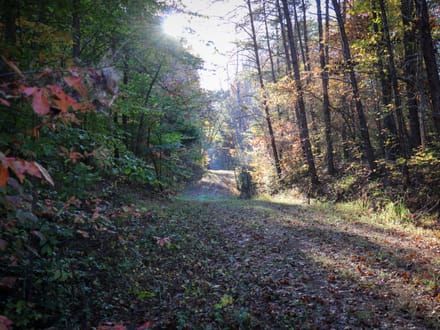 Tract D – 41.86 Acres of Wooded Land in Henry County, VA | Hunting, Recreation & Investment Potential!