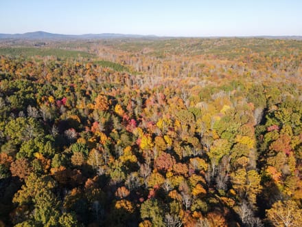Tract D – 41.86 Acres of Wooded Land in Henry County, VA | Hunting, Recreation & Investment Potential!
