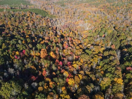 Tract D – 41.86 Acres of Wooded Land in Henry County, VA | Hunting, Recreation & Investment Potential!