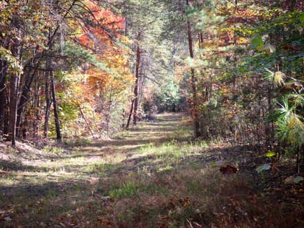 Tract B – 27.23 Acres of Wooded Land in Henry County, Virginia