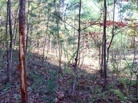 Tract B – 27.23 Acres of Wooded Land in Henry County, Virginia
