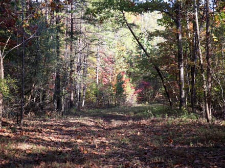 Tract B – 27.23 Acres of Wooded Land in Henry County, Virginia