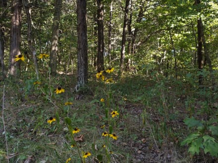 11936 MO-8, Potosi, MO-Washington Co. 20.45+/- Acres