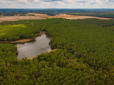 Lake and Forest Beauty